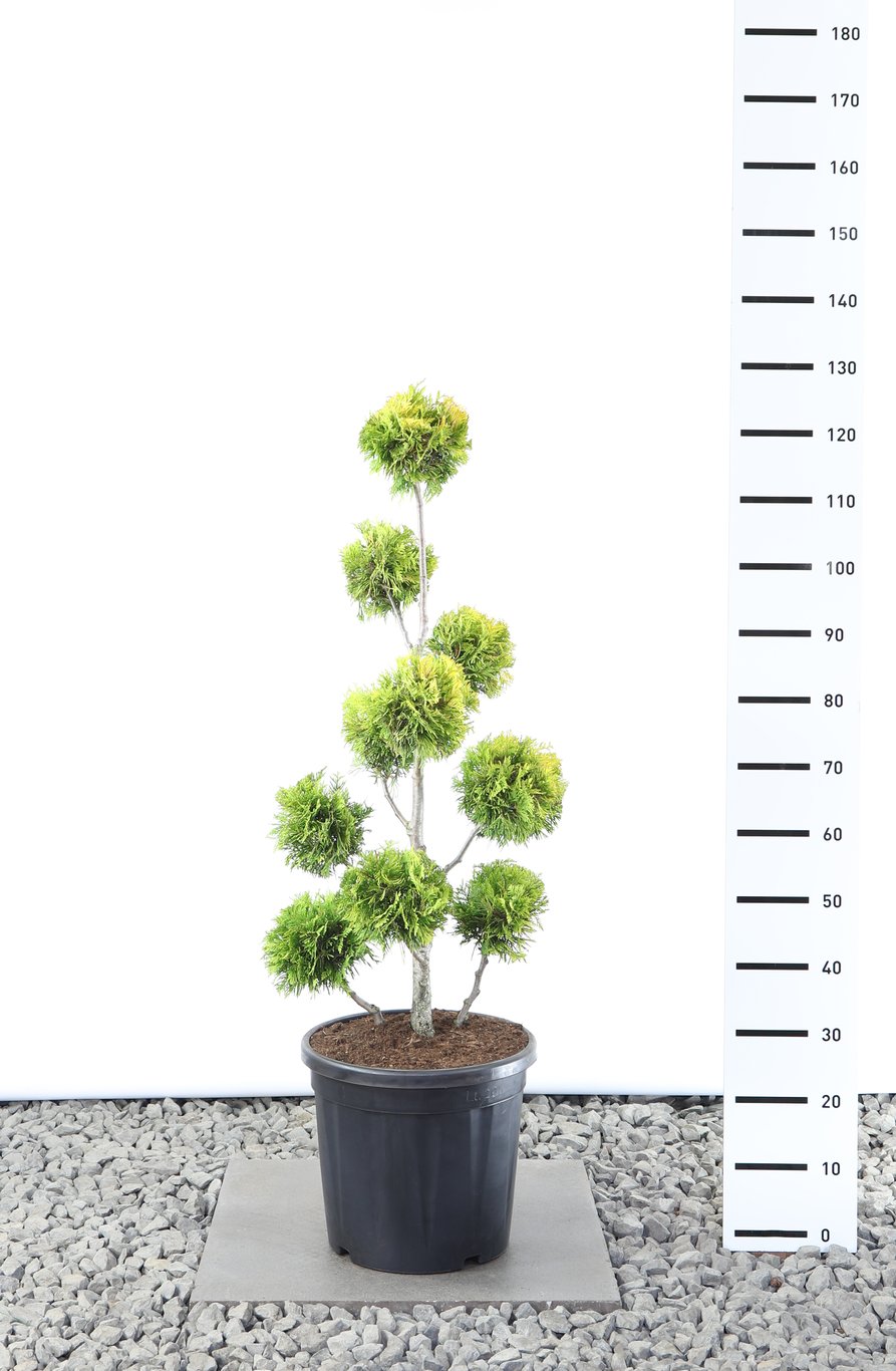 Thuja occ. 'Yellow Ribbon' - 80-100 CM PonPon EXTRA in Cont.